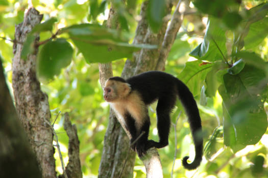 Manuel Antonio National Park
