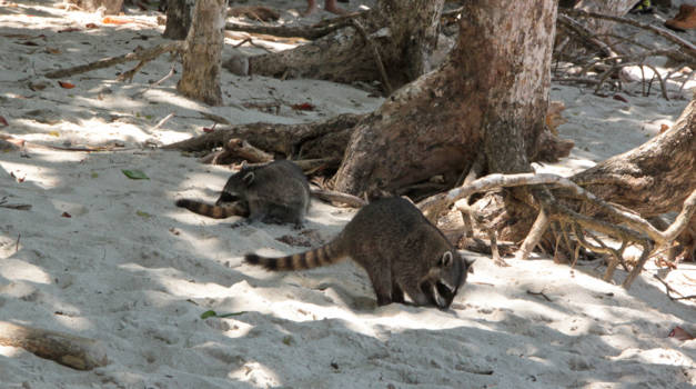 Manuel Antonio National Park