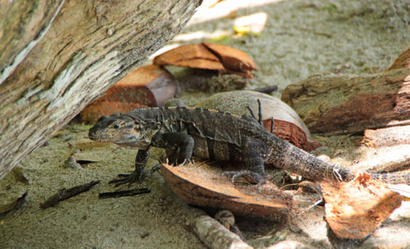 Manuel Antonio National Park