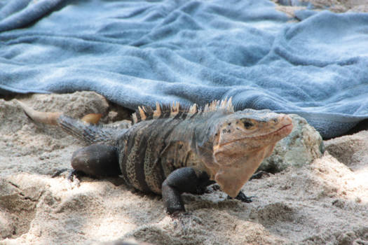 Manuel Antonio National Park