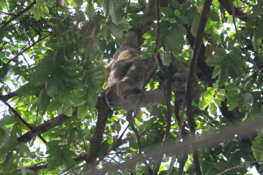 Manuel Antonio National Park - Luiaard met jong