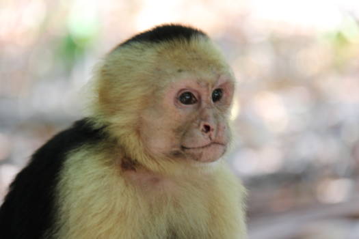 Manuel Antonio National Park