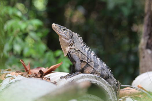 Manuel Antonio National Park