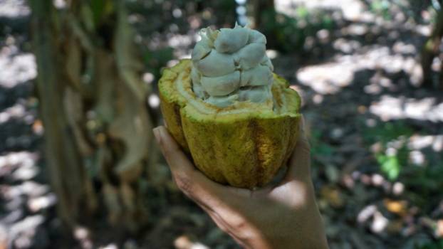 Baracoa - Op een cacaoplantage