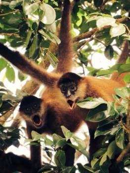 Manuel Antonio National Park