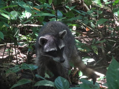 Puerto Viejo de Talamanca - Cahuita NP