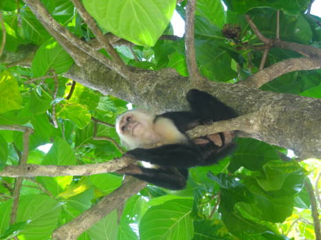 Puerto Viejo de Talamanca - Cahuita NP