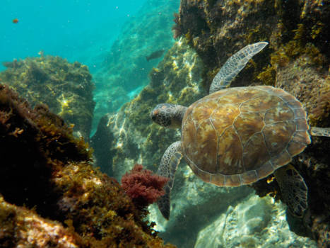 Curaçao - Schildpad in volle glorie