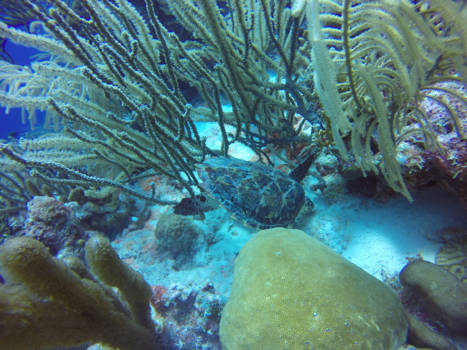 Bonaire - Schilpad bij duikspot Alice in Wonderland