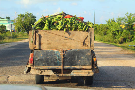 Belize - Bannana