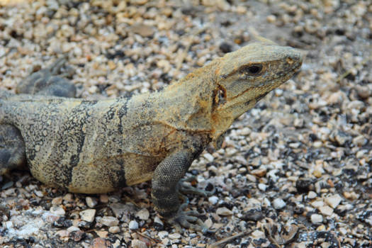 Belize - Lguana