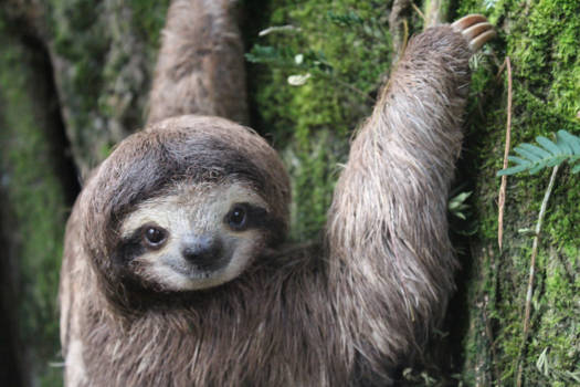 Puerto Viejo de Talamanca - Smiling Sloth