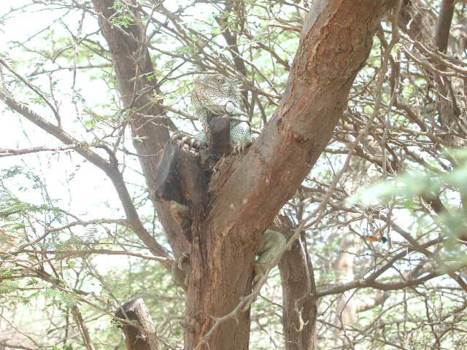 Bonaire - Een Leguaan op de uitkijk