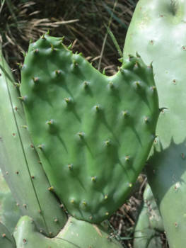 Cuba - Liefde is overal ook in planten.