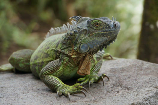 Costa Rica - Little monster chilling at our swimming pool