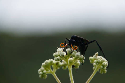 La Fortuna - Waving in the wind