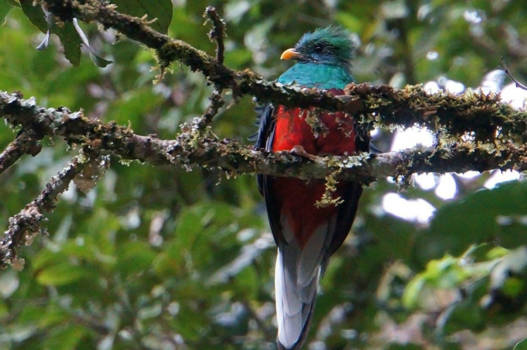 Costa Rica - Quetzal