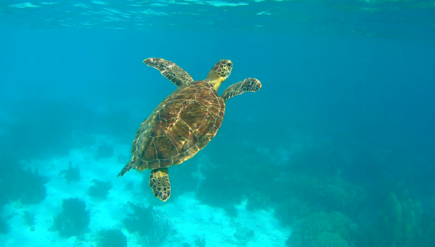 Bonaire - Sea turtle 1000 steps