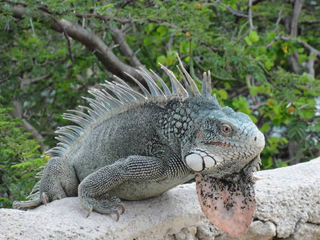 Westpunt - Vaste eilandbewoner