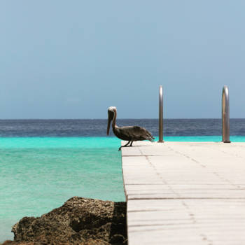 Curaçao - Spotting pelicans on Playa Porto Mari on beautiful Curaçao
