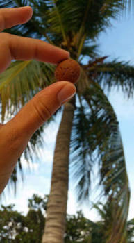 Aruba - Kokosnoot of pepernoot @DutchCarribean