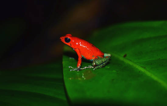 Costa Rica - Red nature