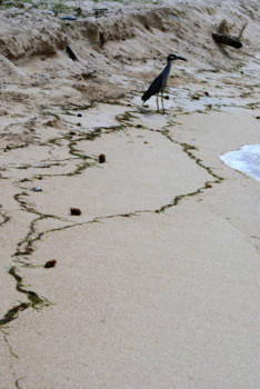 Montego Bay - Alleen op t strand,met liefde van wier naast je