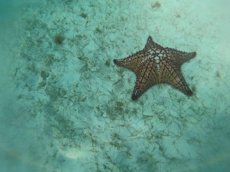 Aruba - Zeester op de bodem