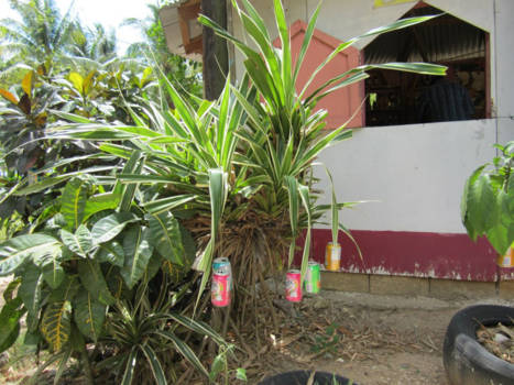 Jamaica - Soda's growing on shrubs