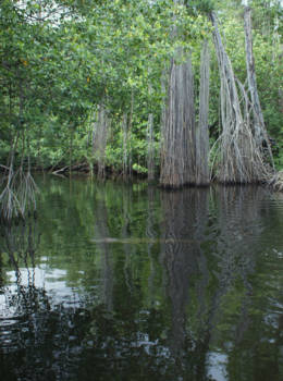 Jamaica - Mangrove zoveel en elke weer anders