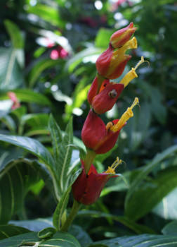 Jamaica - Een slak op reis in een van de vele mooie bloemen
