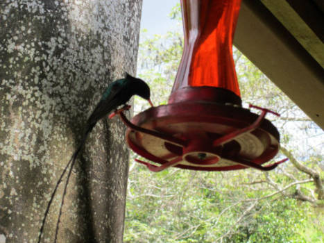 Jamaica - Doctorbird, national bird of Jamaica