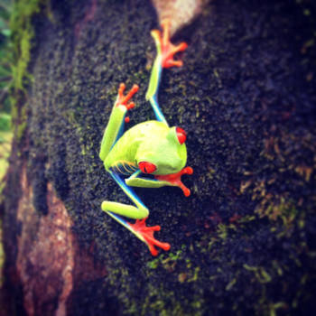 Costa Rica - Red eyed tree frog