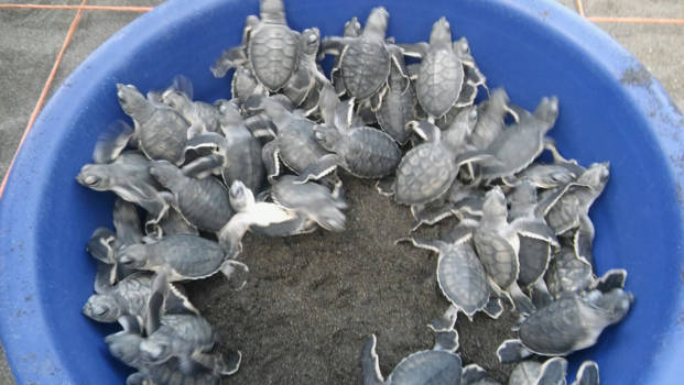 Costa Rica - Saved!!!!