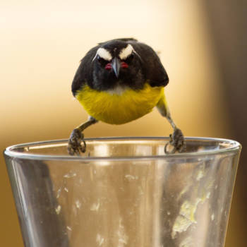 Curaçao - Angry Bird