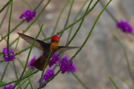 Curaçao - Hum-Hum-Hummingbird