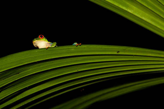Costa Rica - Peekaboo
