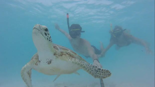Curaçao - Underwater sealife