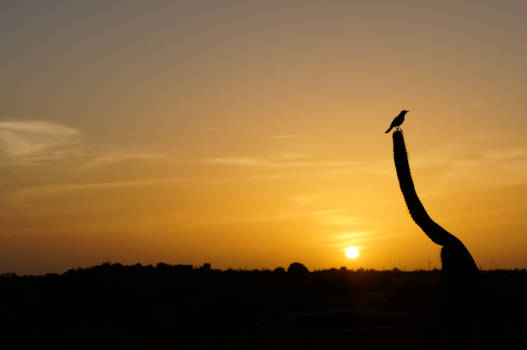 Aruba - Aruba vogel op cactus