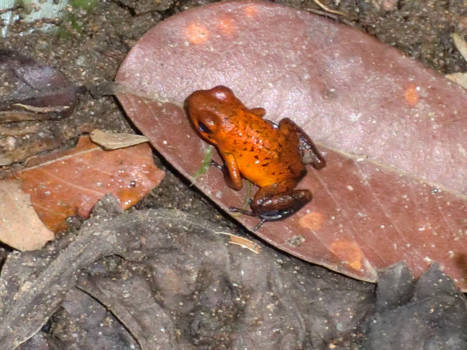 Costa Rica - Herfst in costa rica