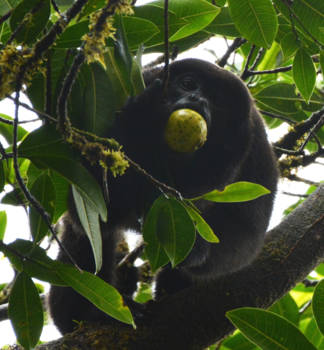 Monteverde Cloud Forest Reserve - Nu even niet brullende aap, Costa Rica
