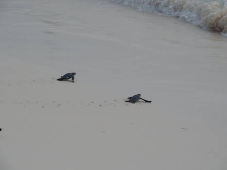 Aruba - Birthday of the ninja turtles