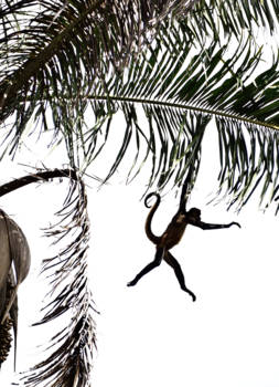 Costa Rica - Freedom