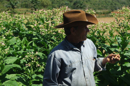 Viñales Valley - Cohiba Cohiba