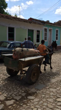 Trinidad (Cuba) - Bringing home the bacon !