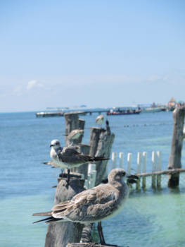 Mexico - Why do birds...suddenly appear?