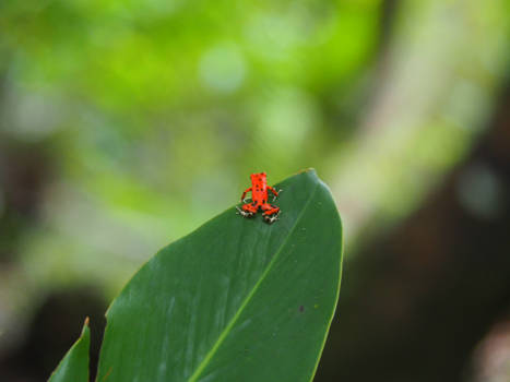 Bocas del Toro - Red Frog @ Red Frog Beach