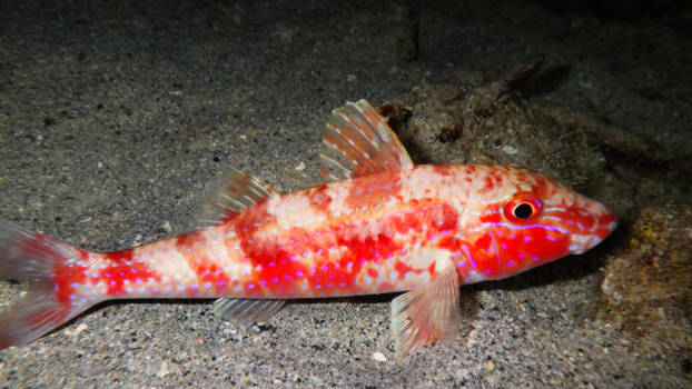 Curaçao - Nachtduik