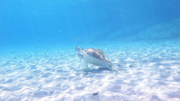 Curaçao - Overdag duiken