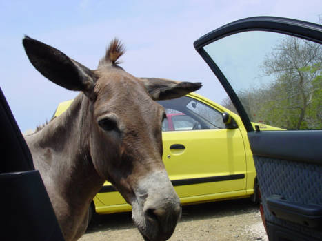 Curaçao - Kan ik een lift krijgen?